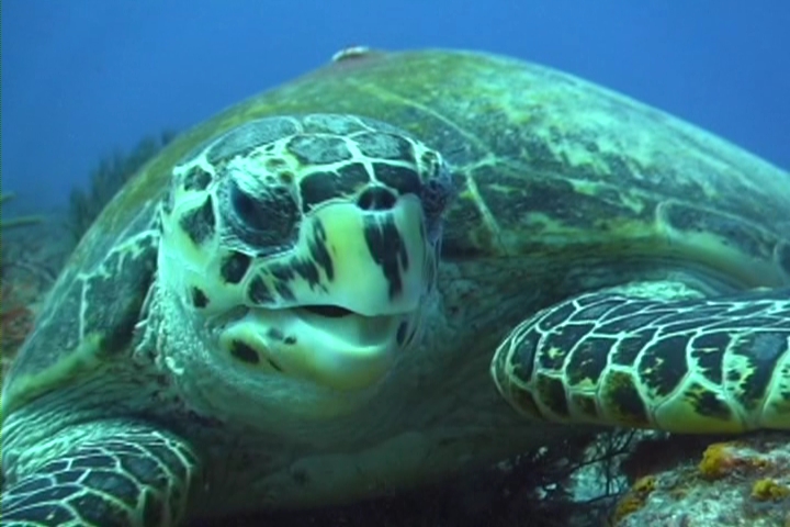 vts_01_1-vob_000533002